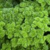 Grune perle Petroselinum crispum 1