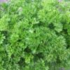 Grune perle Petroselinum crispum 2