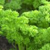 Grune perle Petroselinum crispum 4