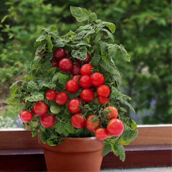 Smulkiavaisių pomidorų sėklos Solanum lycopersicum L. Vilma 1