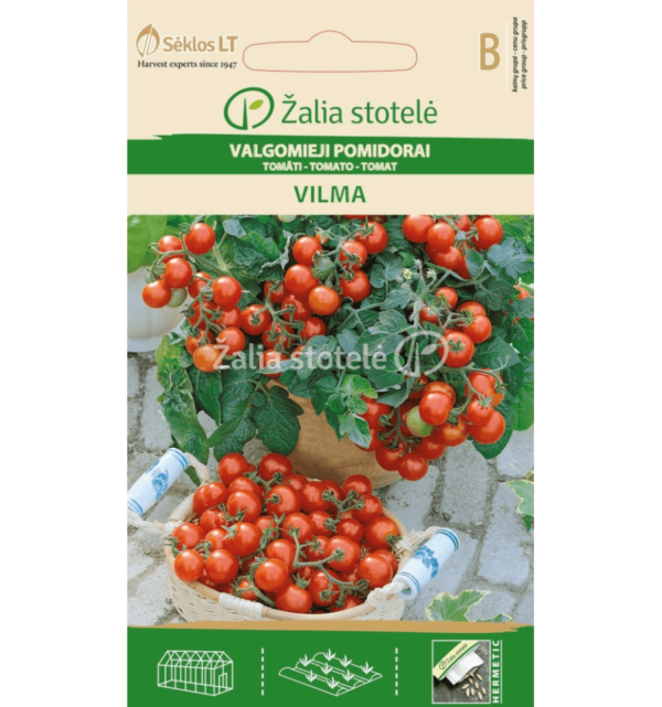Solanum lycopersicum L. Vilma 5