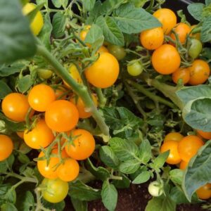 Vazoninių pomidorų sėklos
