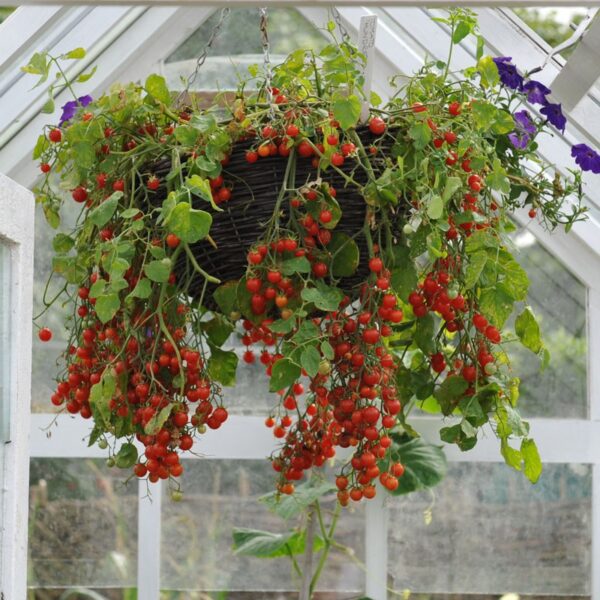 Vyšninių pomidorų sėklos Gartenperle Solanum lycopersicum L. 1