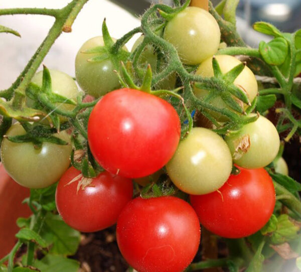 Gartenperle Solanum lycopersicum L. 2