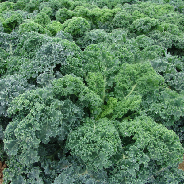 Brassica oleracea L 2