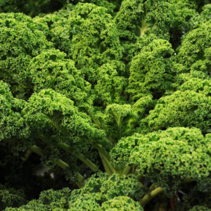 Brassica oleracea L 6