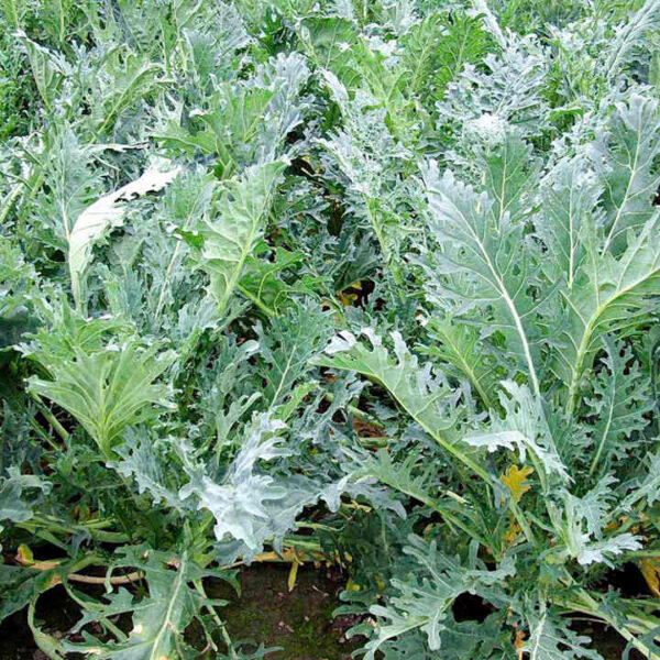Brassica oleracea L Fizz 2