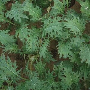 sėklos Brassica oleracea L Fizz 3