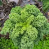 Kale