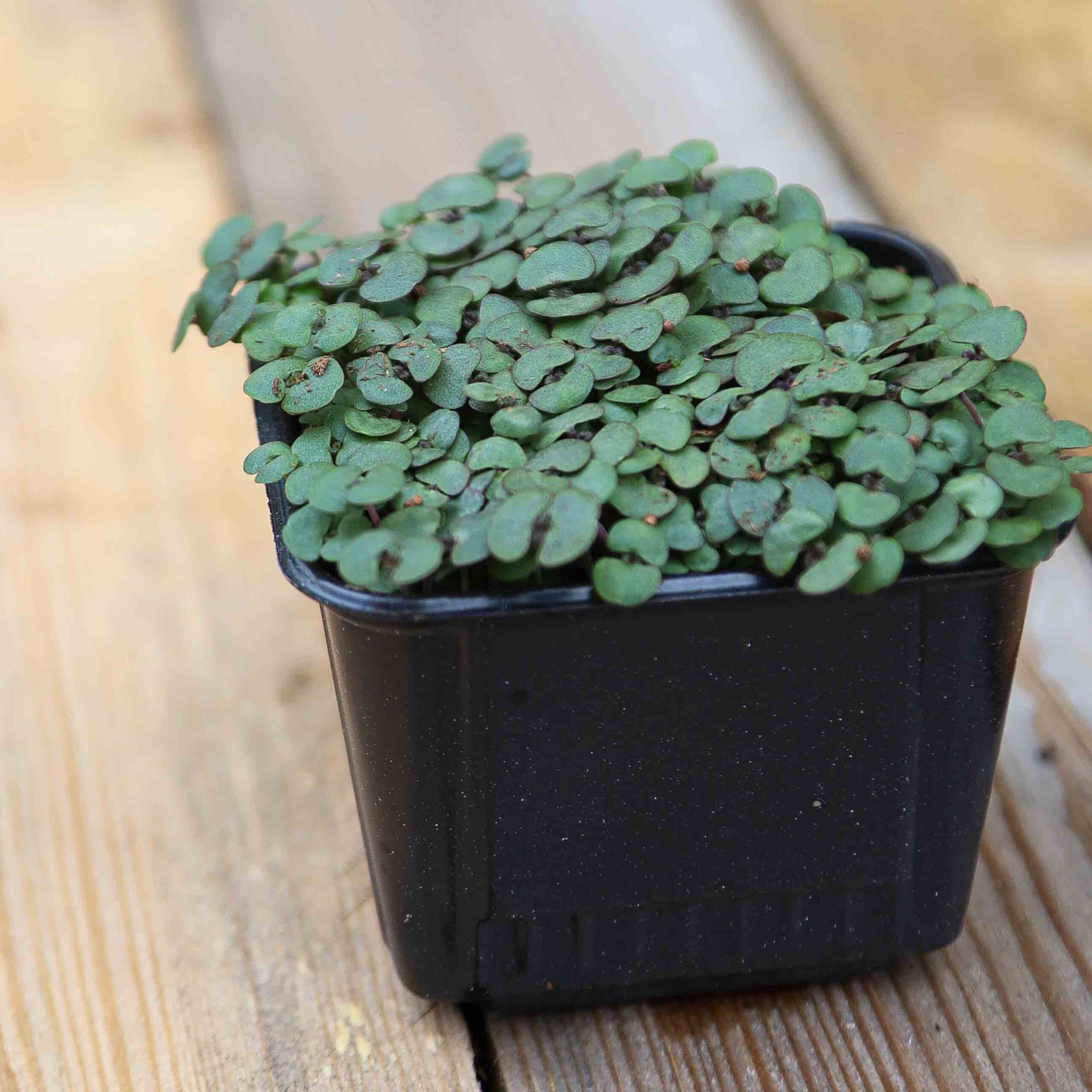 Perilla Red Shiso mikrožalumynai