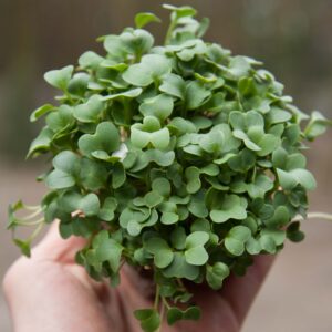 Daikon ridikėlių mikrožalumynai iš viršaus